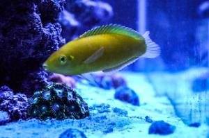 Yellow Wrasse Thumbnail