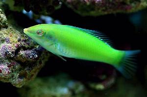 Green Wrasse Thumbnail