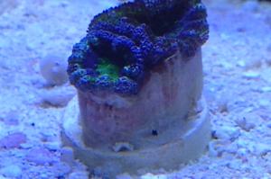 Acan Brain Coral