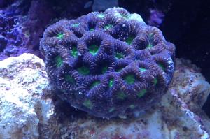 Brain Coral, Favites