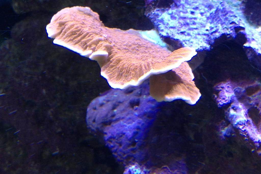 Leaf Plate Montipora