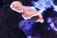 Leaf Plate Montipora