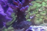 ORA Plum Crazy Acropora