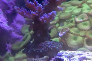 ORA Plum Crazy Acropora