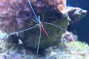 Red Line Cleaner Shrimp Thumbnail