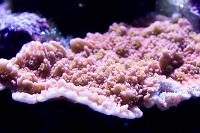 Starburst Montipora Thumbnail