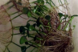 Glossostigma Thumbnail