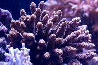 Rose millepora Thumbnail