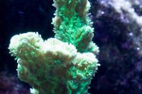 Horn Coral Thumbnail