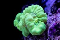 Trumpet Coral Thumbnail