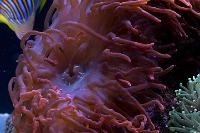 Rose Bubble Tip Anemone Thumbnail