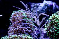 Purple Frilly Gorgonian