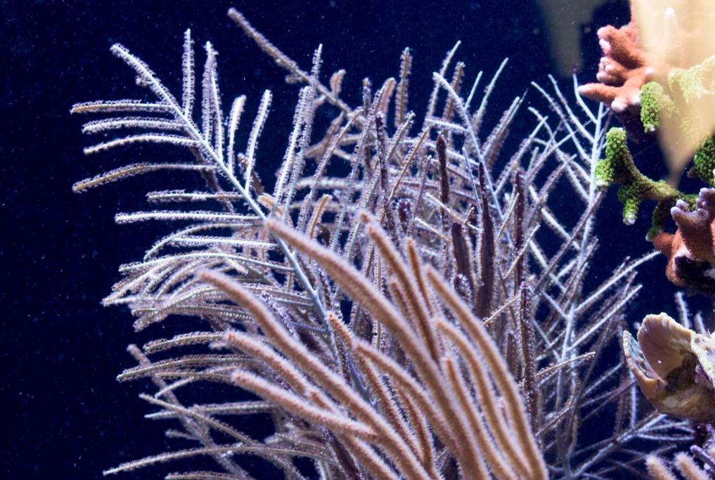 Purple Ribbon Gorgonian