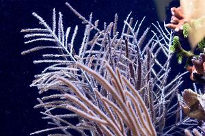 Purple Ribbon Gorgonian Thumbnail