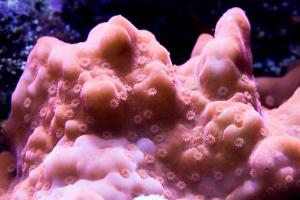 Montipora Setosa Thumbnail