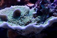 Flower Petal Montipora Thumbnail