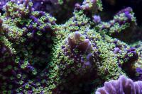 Lavender Monti Green Polyp Thumbnail