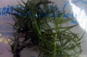 Rotala rotundifolia Thumbnail