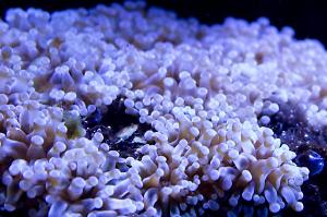 Grape Coral Fiji Thumbnail