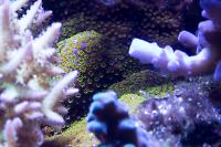 Rainbow Montipora Thumbnail