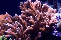 Pink Montipora Digitata Thumbnail