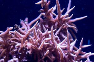 Pink Birdsnest Coral Thumbnail