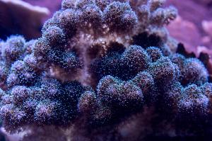 purple pocillopora Thumbnail