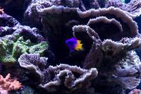 Idaho Grape Montipora Thumbnail