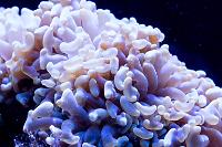 Golden Hammer Coral