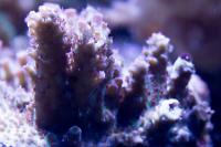 Red Planet Acropora Thumbnail