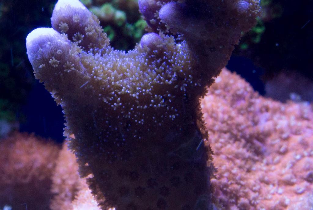 Purple Montipora Digitata