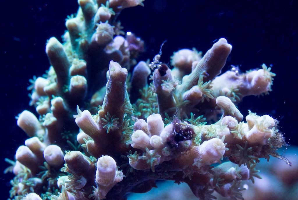 Acropora Sp