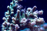 Acropora Sp Thumbnail