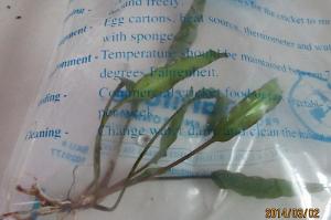 Cryptocoryne Thumbnail