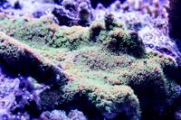 Sunset Montipora