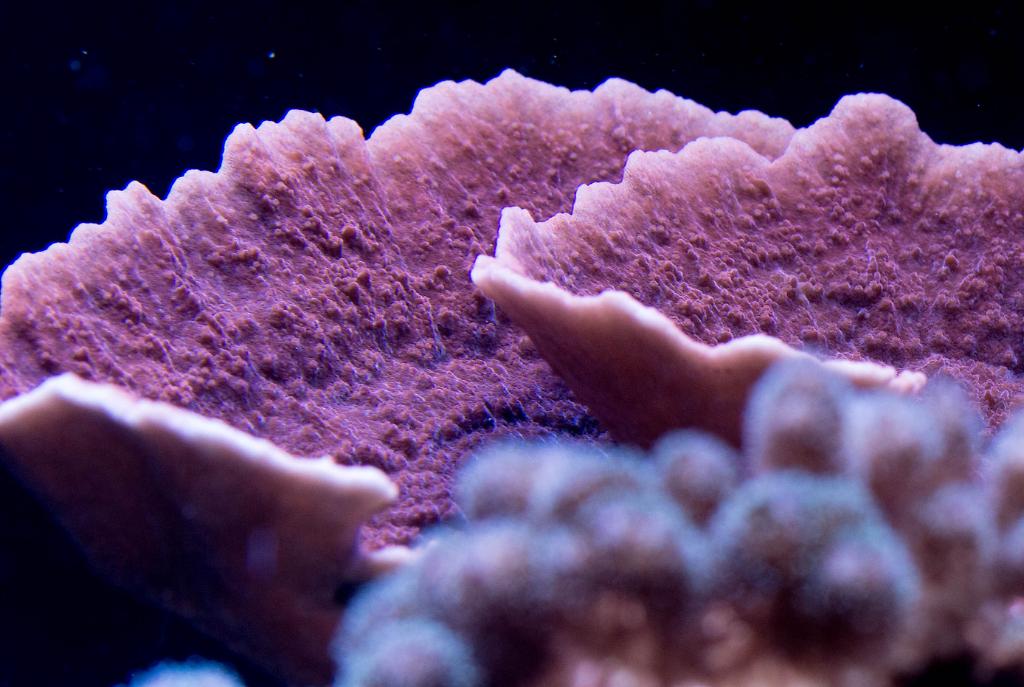 Orange Montipora Coral, Plating