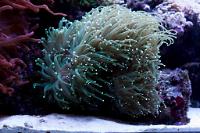 Torch Coral Thumbnail