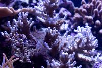 Acropora Sp Thumbnail