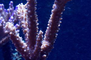 Staghorn Acropora Thumbnail