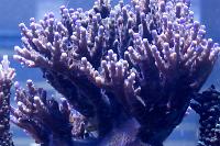 Acropora Sp Thumbnail