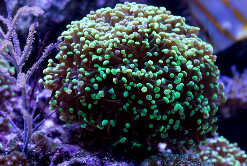 Hammer/Frogspawn Hybrid