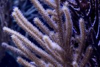 Hazel Eunice Gorgonian Thumbnail