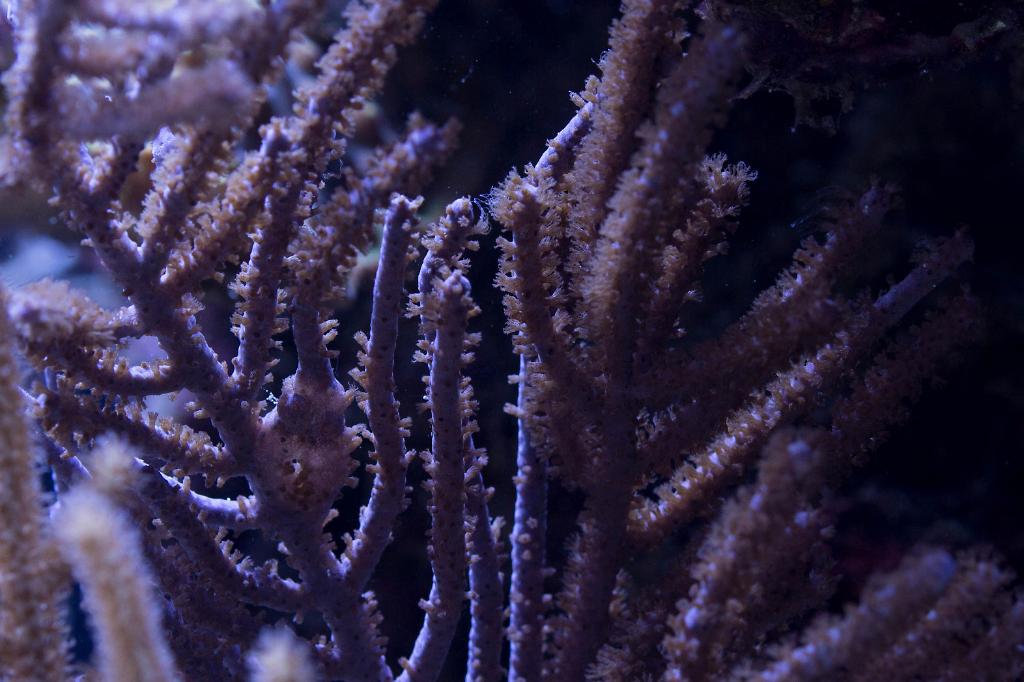 Purple Plume Gorgonian / Pseudopterogorgia bipinnata 49