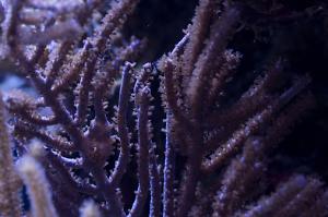 Purple Plume Gorgonian Thumbnail