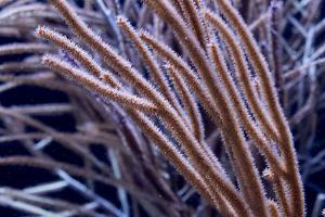 Hazel Eunice Gorgonian Thumbnail