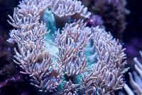 Pagoda Cup Coral Thumbnail