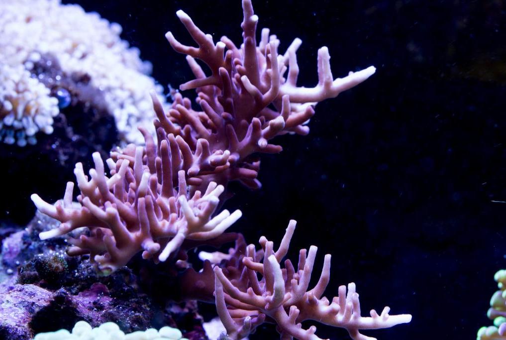 Red Dragon Acropora