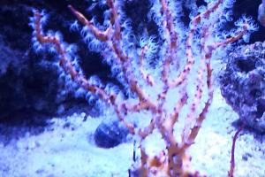 Rusty Gorgonian Thumbnail