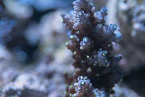 Acropora Secale Thumbnail