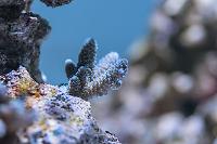 Acropora millepora Thumbnail